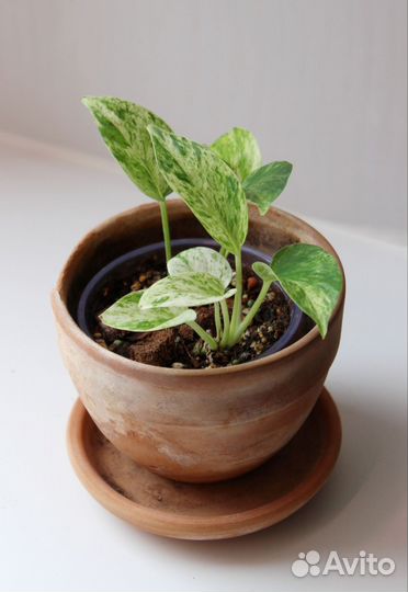 Эпипремнум Марбл Квин