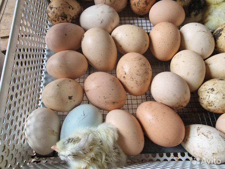 Цыплята суточные