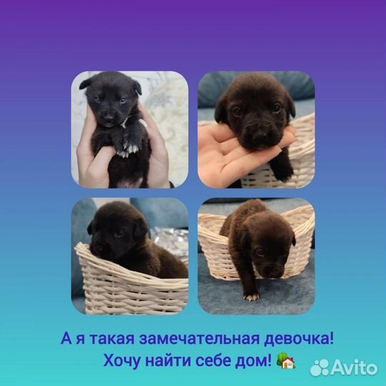 Щенки в добрые руки