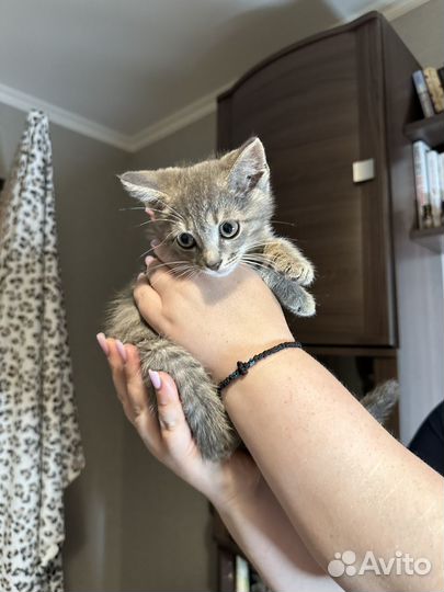 Прекрасные котята ищут родителей