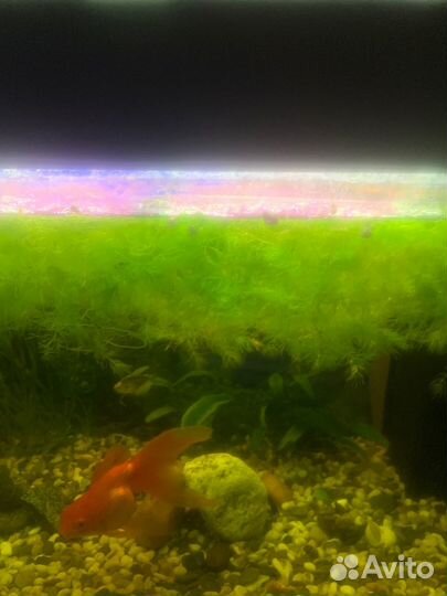 Аквариумные растения Роголистник