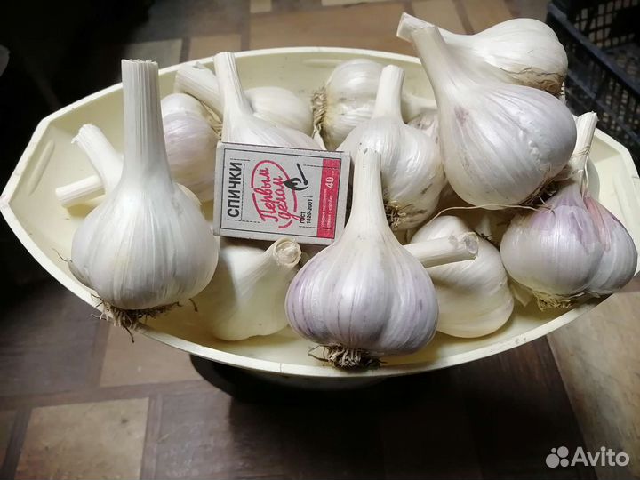 Продам чеснок на посадку
