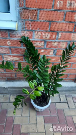 Замиокулькас