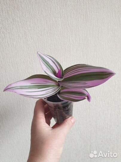 Традесканция Нанук.Комнатные цветы