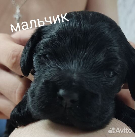 Американский кокер спаниель