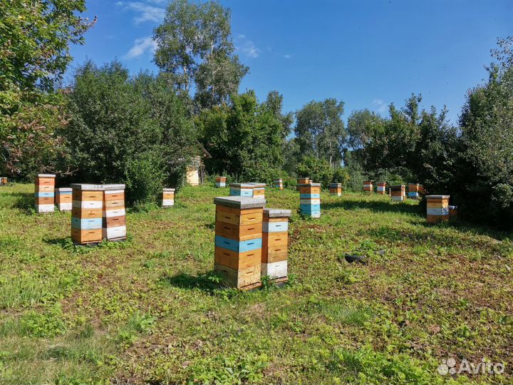 Продам мед оптом