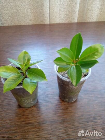 Дипладения красная