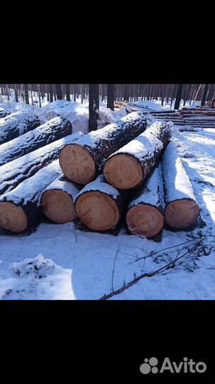 Лес кругляк сосна