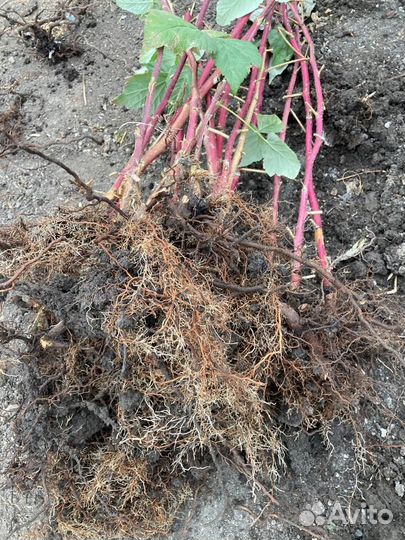 Малина элитные сорта