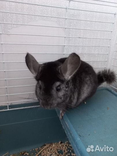 Продам Шиншил