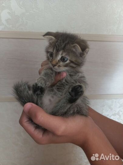 Кошка в дар