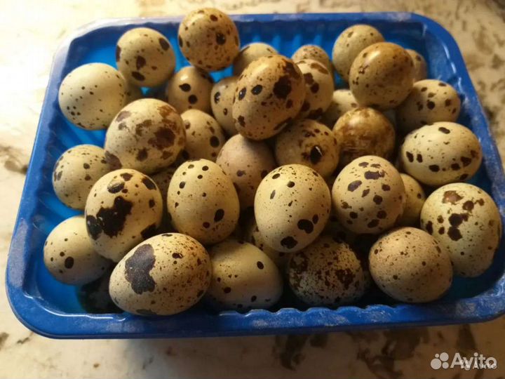 Яйца перепелиные инкубационное