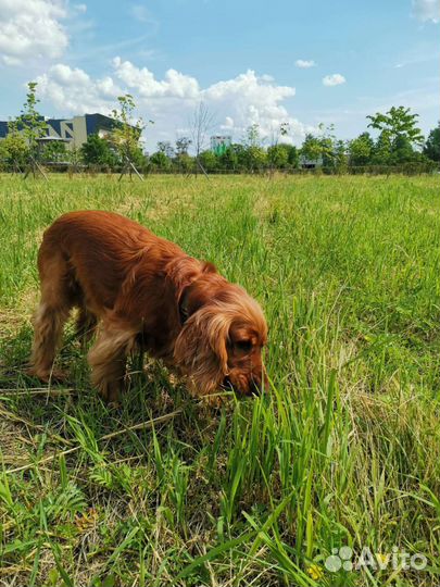 Передержка небольших собак