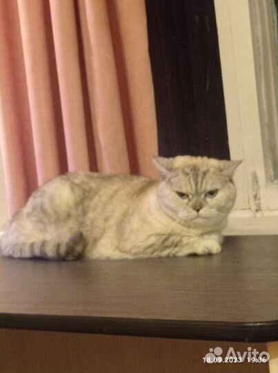 Британская кошка