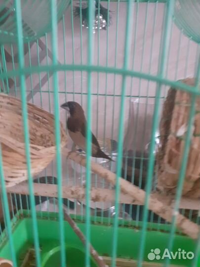 Японские амадины