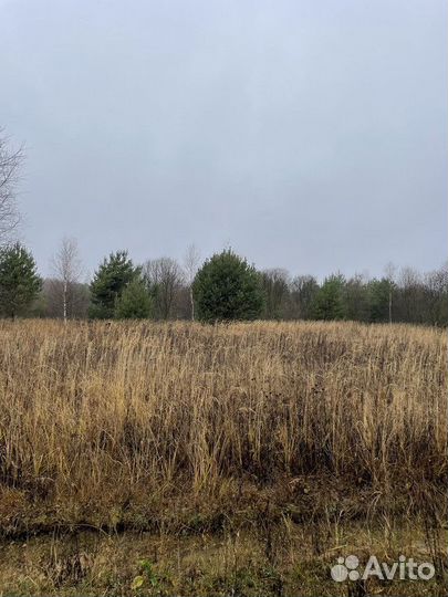 Сосна обыкновенная, крупномер