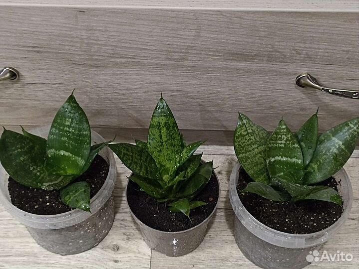 Сансевиерия ханни