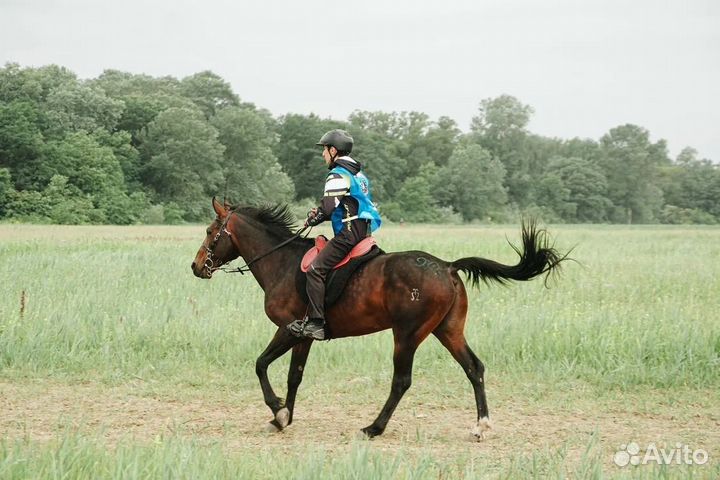 Продажа лошадей