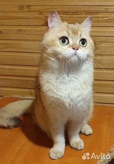 Британский кот золотого окраса.Вязка кошек