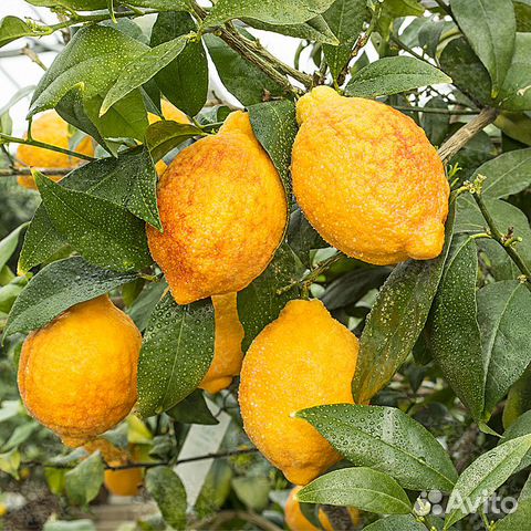 Плодоносящий лимон Лиметта Россо привитый