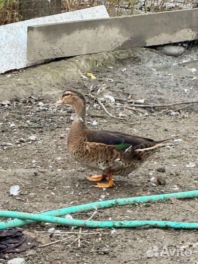 Утки муларды