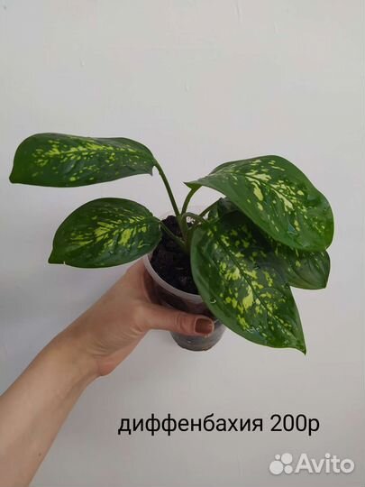 Комнатные растения