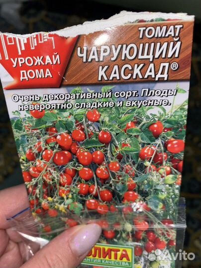 Рассада помидор