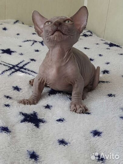 Очаровашка