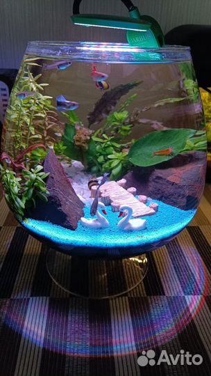 Готовый аквариум с рыбками