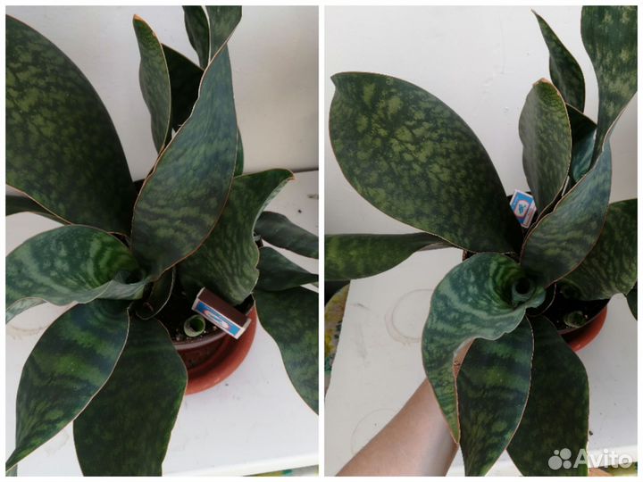 Сансевиерия Масониана Виктория Конго