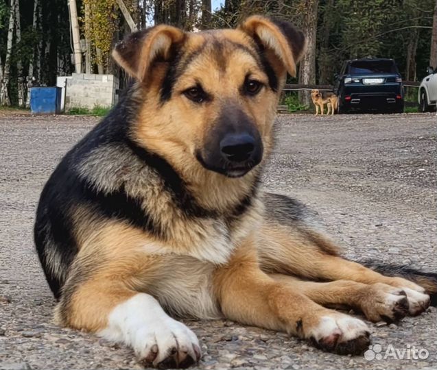 Собака в добрые руки