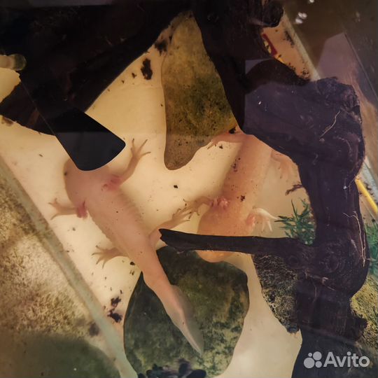 Аксолотль розовый/золотой 1,5 года