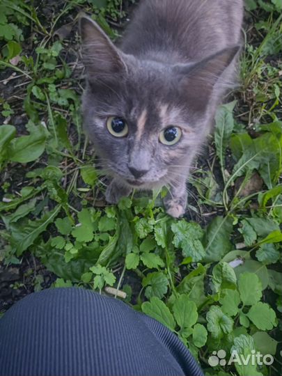 Кошки в добрые руки