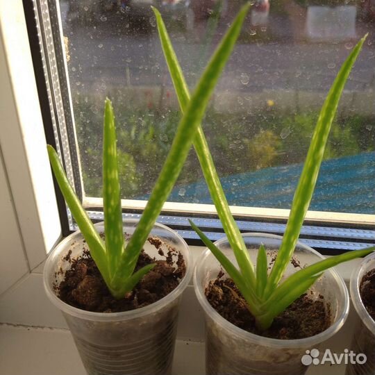 Цветы: алое вера, мята комнатная