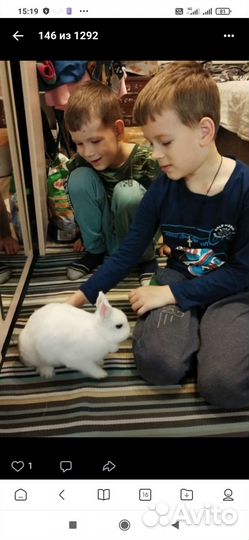 Кролик декоративный