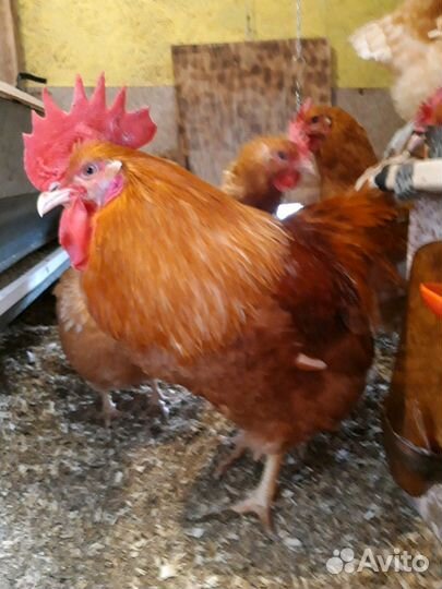 Куры Мини мясные В76 палевые инк.яйцо и цыплята