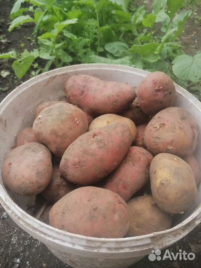 Картофель из деревушки)