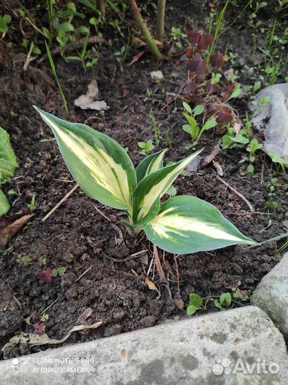 Примула, Хоста