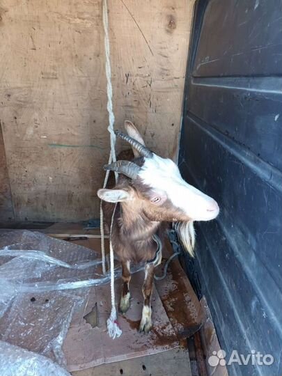 Грузоперевозки,переезды,грузчики