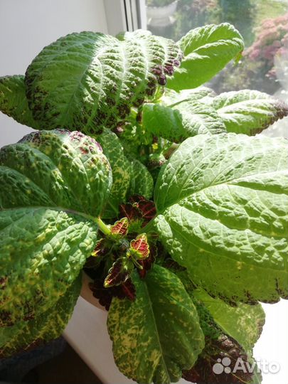 Комнатные растения цветы