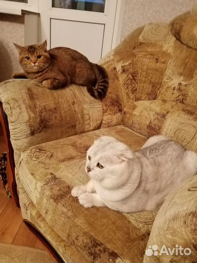 Шотландские вислоухие котята рыжие,серые,полосат