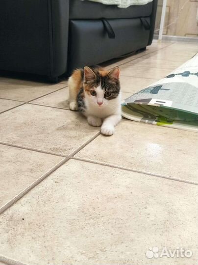 Кошки бесплатно