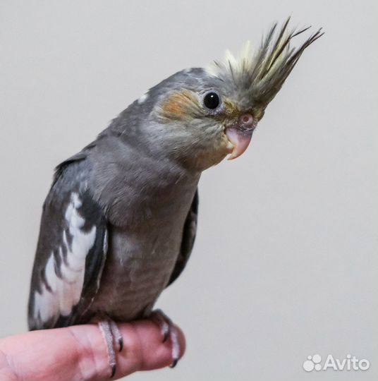 Птенцы корелла