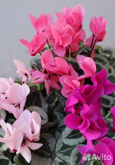 Цикламен персидский Metalis