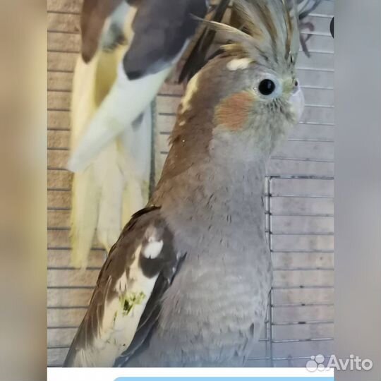 Птенцы корелл ручные, от говорящего папы