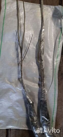 Грецкий орех саженцы