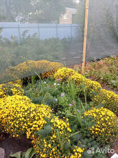 Хризантемы мультифлора