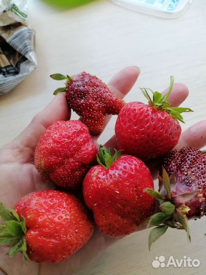 Рассада усы клубники ремонтантной и сортовой