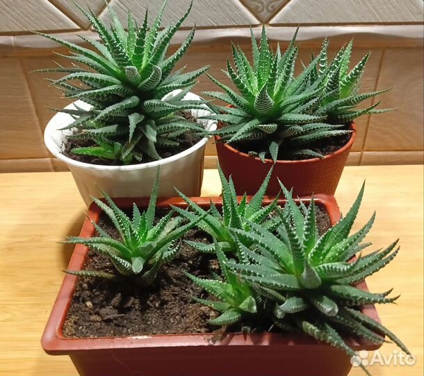 Суккуленты