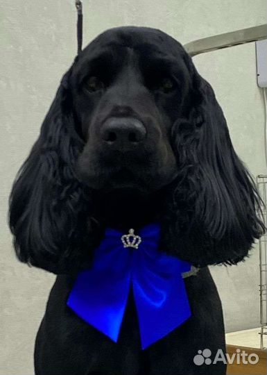 Кокер спаниель